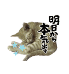 我が家のにゃんにゃん三重奏（個別スタンプ：38）