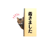 シンバのスタンプ2（個別スタンプ：10）
