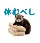 まるっとAI動物園(フェレットVer.)（個別スタンプ：34）