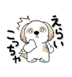 シーズー犬『関西弁』（個別スタンプ：19）
