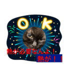 黒猫 ルナ院長111にゃんめ（個別スタンプ：7）