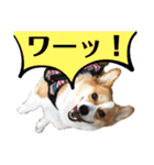 コーギースタンプ （ペコちゃん）2（個別スタンプ：3）