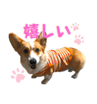 コーギースタンプ （ペコちゃん）2（個別スタンプ：4）