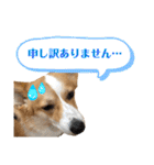 コーギースタンプ （ペコちゃん）2（個別スタンプ：8）