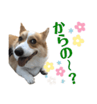 コーギースタンプ （ペコちゃん）2（個別スタンプ：12）
