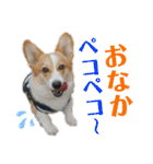 コーギースタンプ （ペコちゃん）2（個別スタンプ：13）