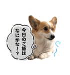 コーギースタンプ （ペコちゃん）2（個別スタンプ：14）