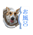コーギースタンプ （ペコちゃん）2（個別スタンプ：19）