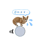 コーギースタンプ （ペコちゃん）2（個別スタンプ：20）