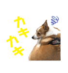 コーギースタンプ （ペコちゃん）2（個別スタンプ：23）