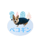 コーギースタンプ （ペコちゃん）2（個別スタンプ：26）