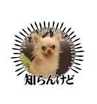 ティララナレイ（個別スタンプ：3）