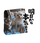 ティララナレイ（個別スタンプ：6）