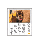 ティララナレイ（個別スタンプ：9）