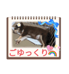 ティララナレイ（個別スタンプ：16）