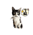 我が家の可愛い保護猫達no.2（個別スタンプ：5）