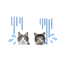 我が家の可愛い保護猫達no.2（個別スタンプ：8）