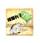 姉弟猫のテラとノア その4（個別スタンプ：1）