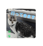 姉弟猫のテラとノア その4（個別スタンプ：2）