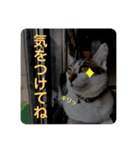 姉弟猫のテラとノア その4（個別スタンプ：3）