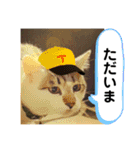 姉弟猫のテラとノア その4（個別スタンプ：4）