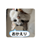 姉弟猫のテラとノア その4（個別スタンプ：5）