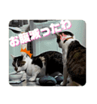姉弟猫のテラとノア その4（個別スタンプ：8）