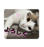 姉弟猫のテラとノア その4（個別スタンプ：9）