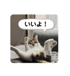 姉弟猫のテラとノア その4（個別スタンプ：10）