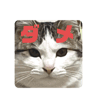 姉弟猫のテラとノア その4（個別スタンプ：11）