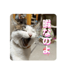 姉弟猫のテラとノア その4（個別スタンプ：12）