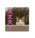 姉弟猫のテラとノア その4（個別スタンプ：14）