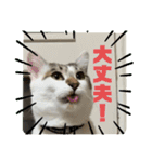 姉弟猫のテラとノア その4（個別スタンプ：15）