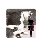 姉弟猫のテラとノア その4（個別スタンプ：16）