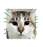 姉弟猫のテラとノア その4（個別スタンプ：17）