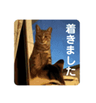 姉弟猫のテラとノア その4（個別スタンプ：18）