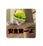 姉弟猫のテラとノア その4（個別スタンプ：19）