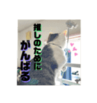 姉弟猫のテラとノア その4（個別スタンプ：20）