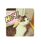 姉弟猫のテラとノア その4（個別スタンプ：21）