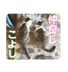 姉弟猫のテラとノア その4（個別スタンプ：22）