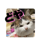 姉弟猫のテラとノア その4（個別スタンプ：23）