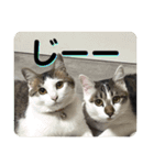 姉弟猫のテラとノア その4（個別スタンプ：24）