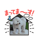 磯家の犬達 と孫（個別スタンプ：1）