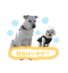 磯家の犬達 と孫（個別スタンプ：2）