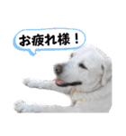 磯家の犬達 と孫（個別スタンプ：5）