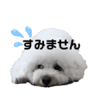 磯家の犬達 と孫（個別スタンプ：12）