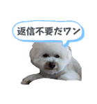 磯家の犬達 と孫（個別スタンプ：14）