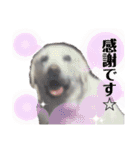 磯家の犬達 と孫（個別スタンプ：17）