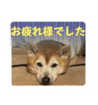 磨呂ティンスタンプの巻（個別スタンプ：12）