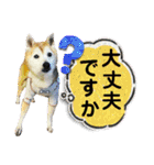 磨呂ティンスタンプの巻（個別スタンプ：13）